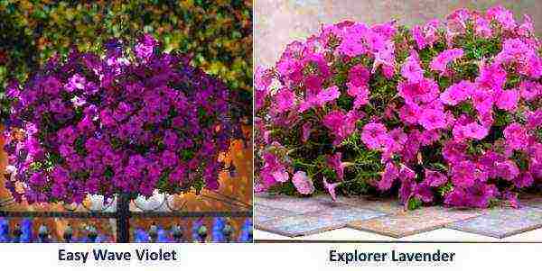 the best varieties of ampelny petunias