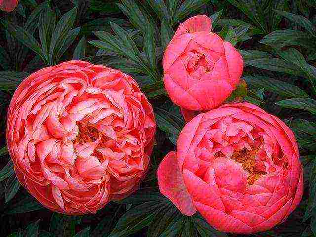 the best varieties of herbaceous peonies