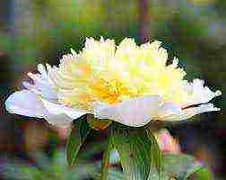 the best varieties of herbaceous peonies