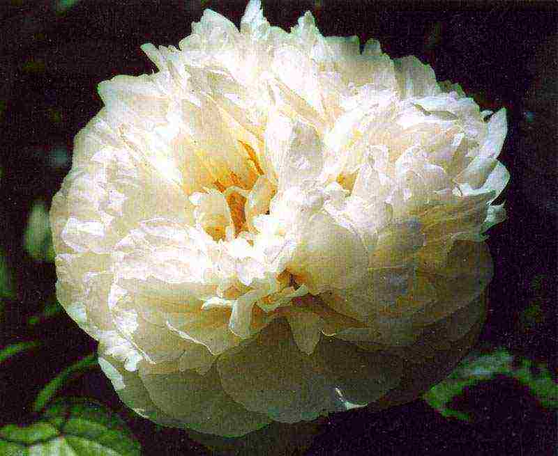 the best varieties of herbaceous peonies