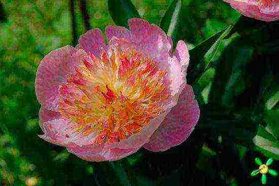 the best varieties of herbaceous peonies