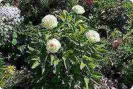 the best varieties of herbaceous peonies