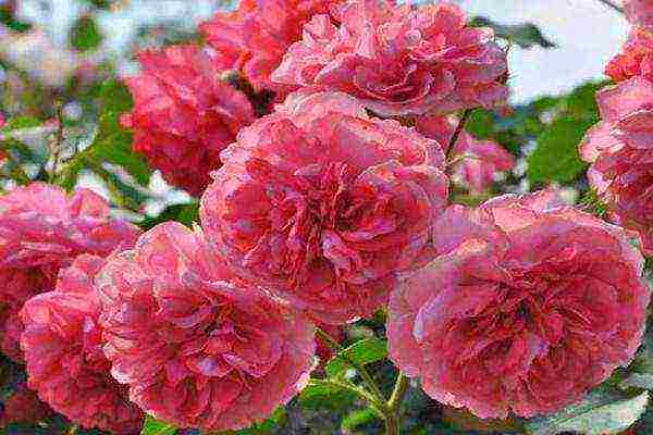 the best varieties of climbing rose