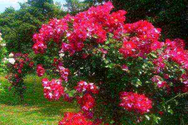 the best varieties of climbing rose