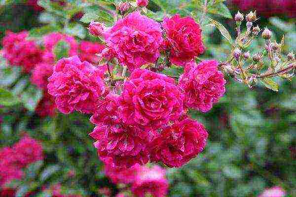 the best varieties of climbing rose