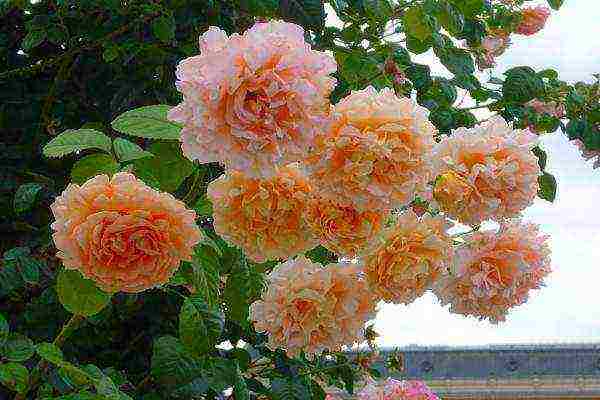 the best varieties of climbing rose