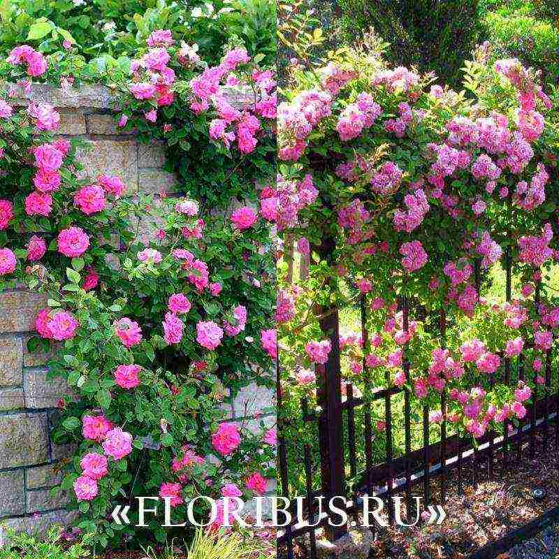 the best varieties of climbing rose