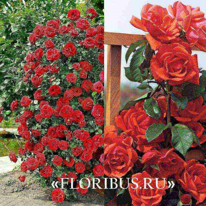 the best varieties of climbing rose