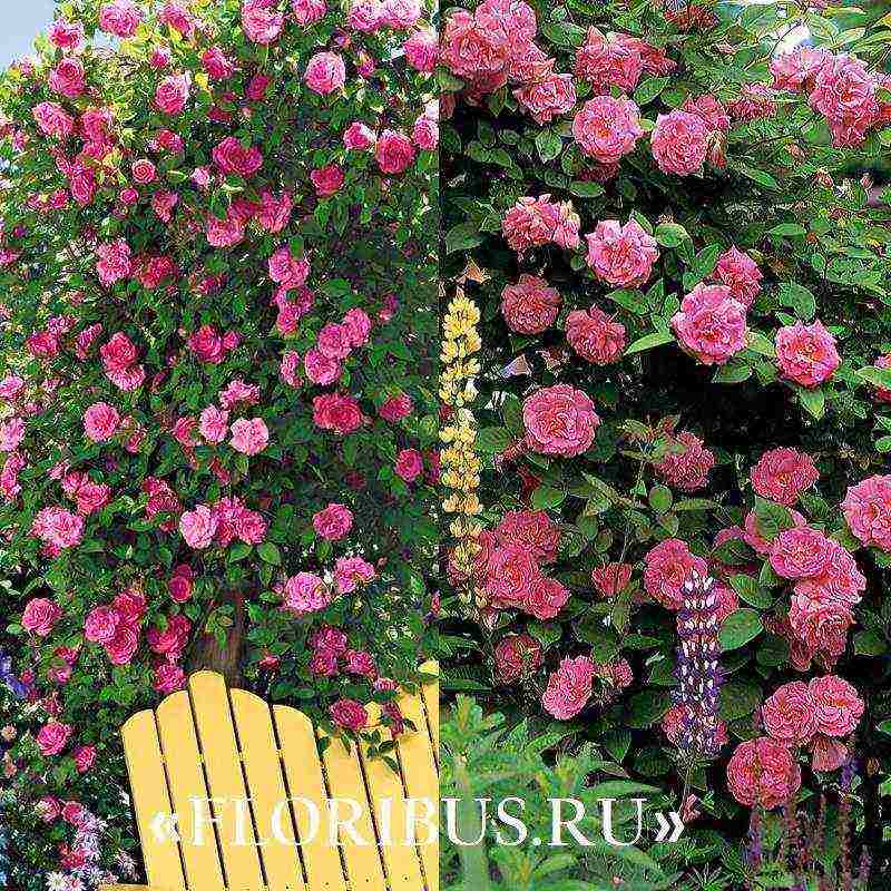 the best varieties of climbing rose