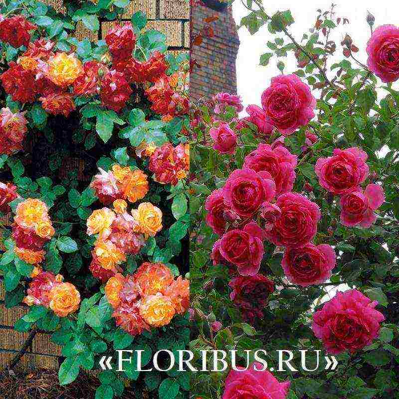 the best varieties of climbing rose