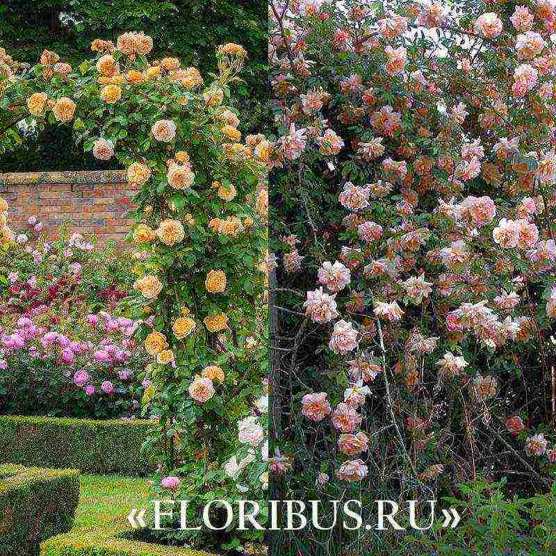 the best varieties of climbing rose