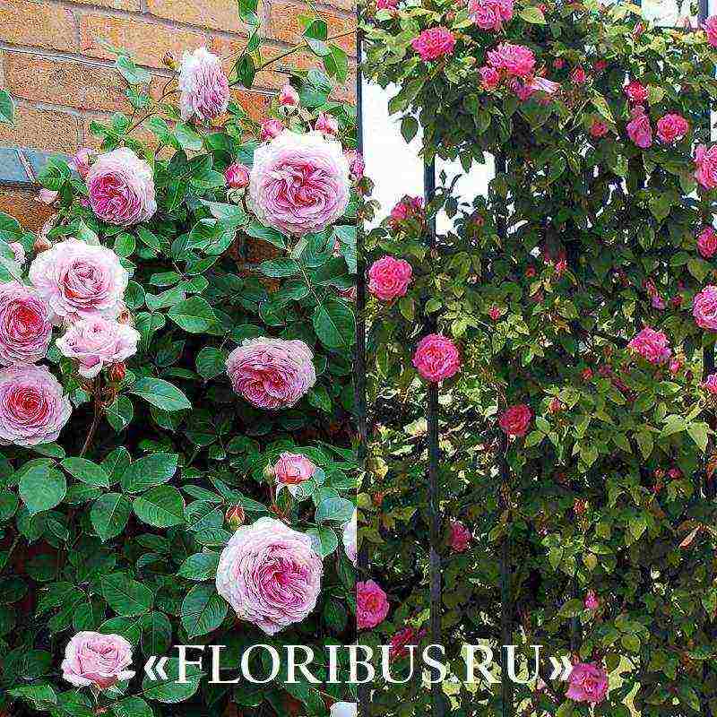 the best varieties of climbing rose