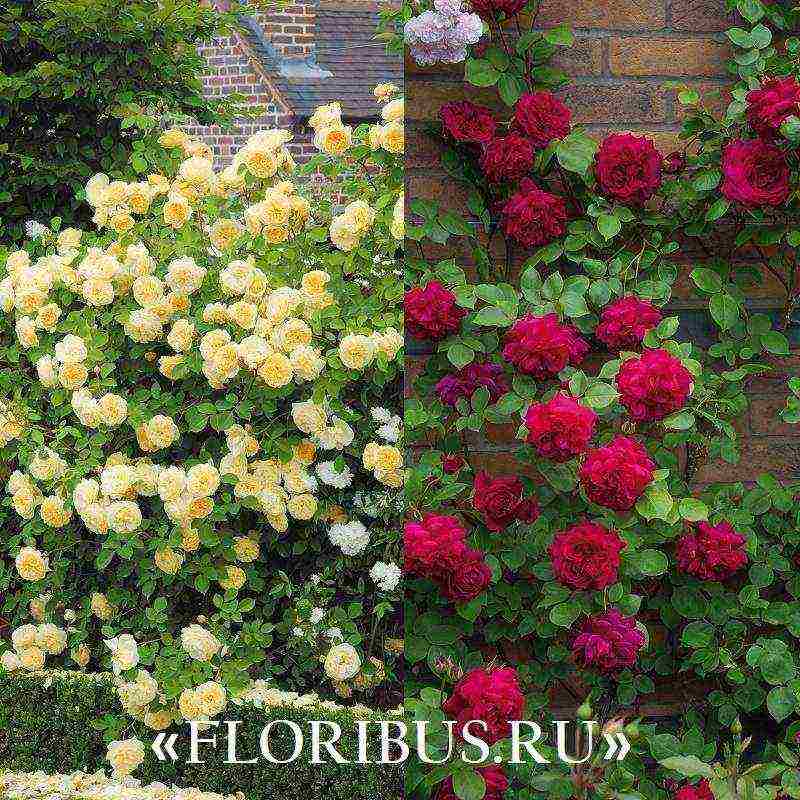 the best varieties of climbing rose