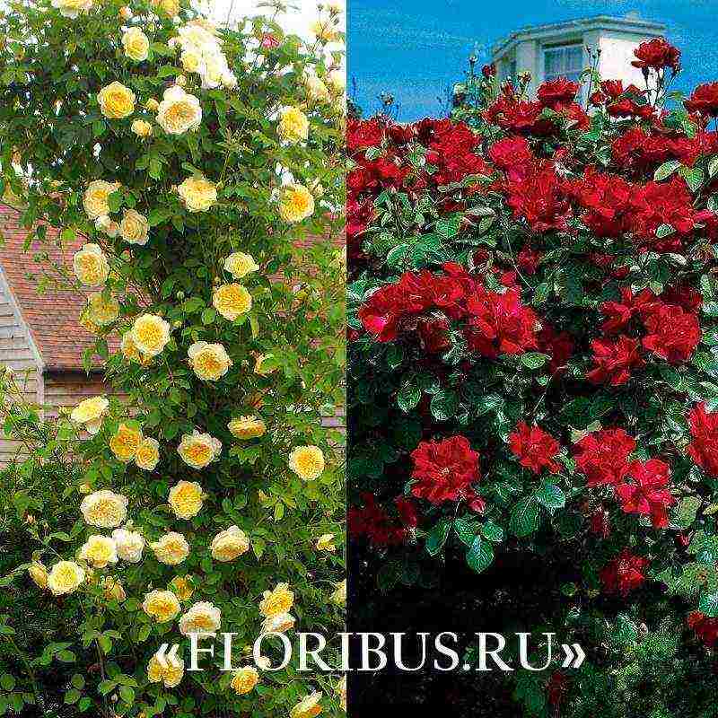 the best varieties of climbing rose