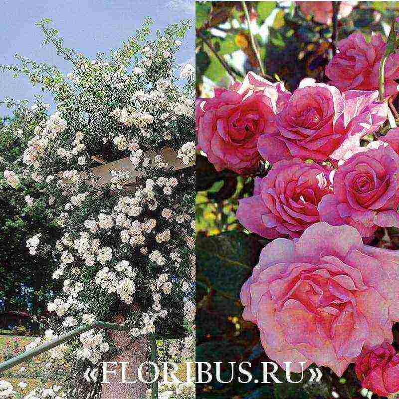 the best varieties of climbing rose