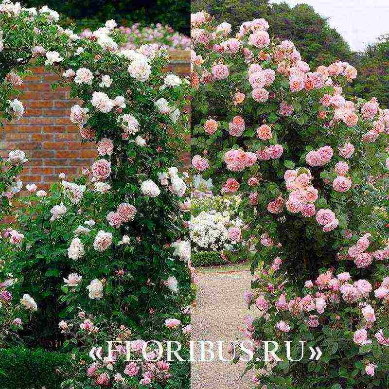 the best varieties of climbing rose