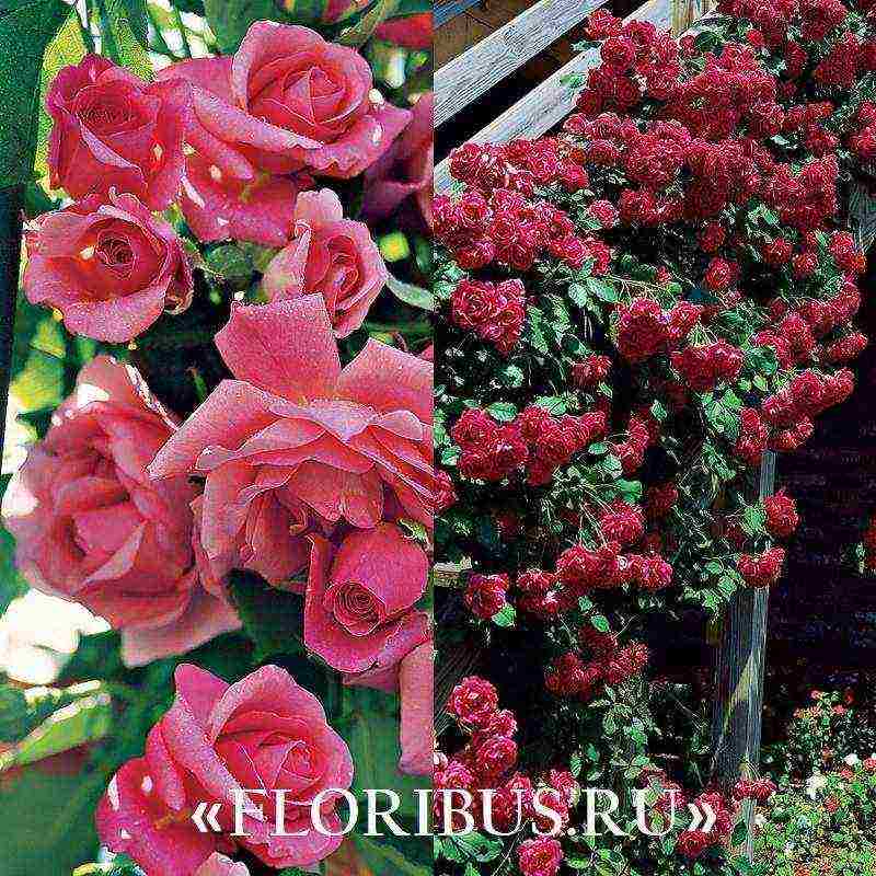 the best varieties of climbing rose