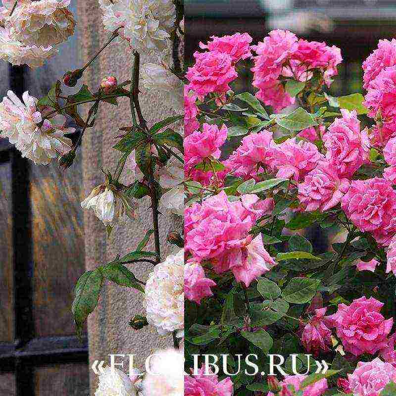 the best varieties of climbing rose