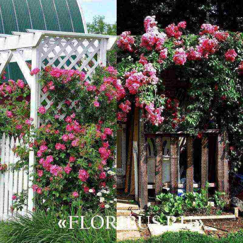 the best varieties of climbing rose