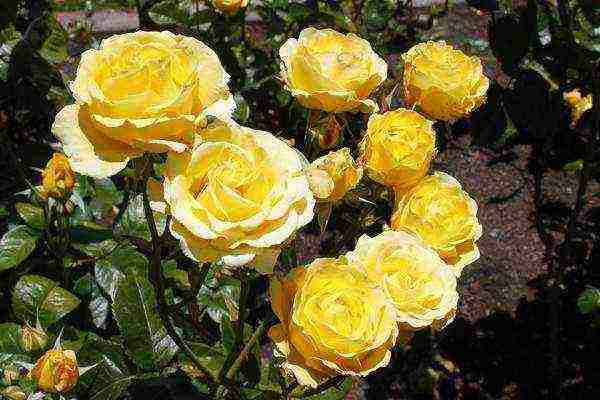 the best varieties of climbing rose