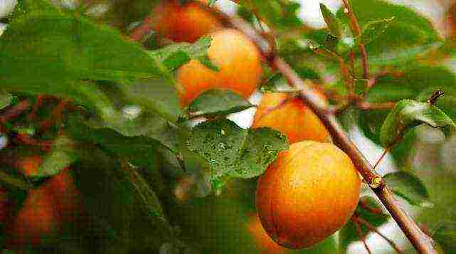 the best varieties of fruit trees