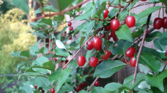 the best varieties of fruit trees