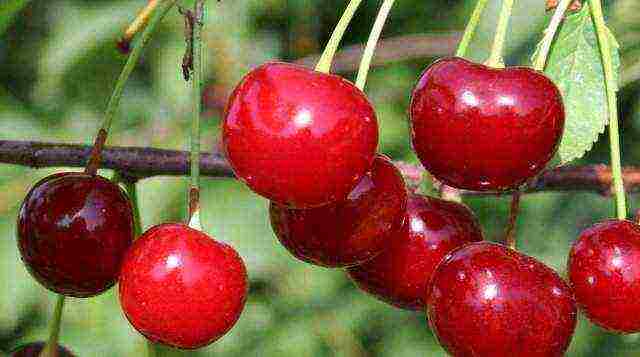 the best varieties of fruit trees