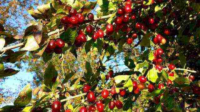 the best varieties of fruit trees