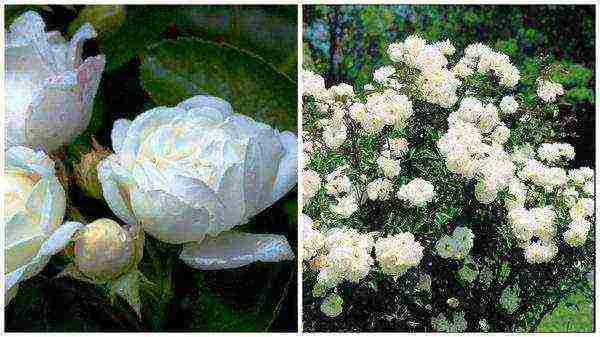 ang pinakamahusay na mga pagkakaiba-iba ng polyanthus roses