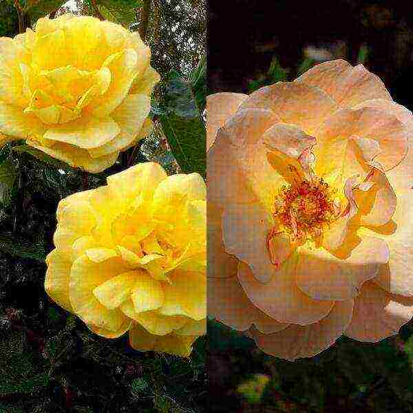 the best varieties of polyanthus roses