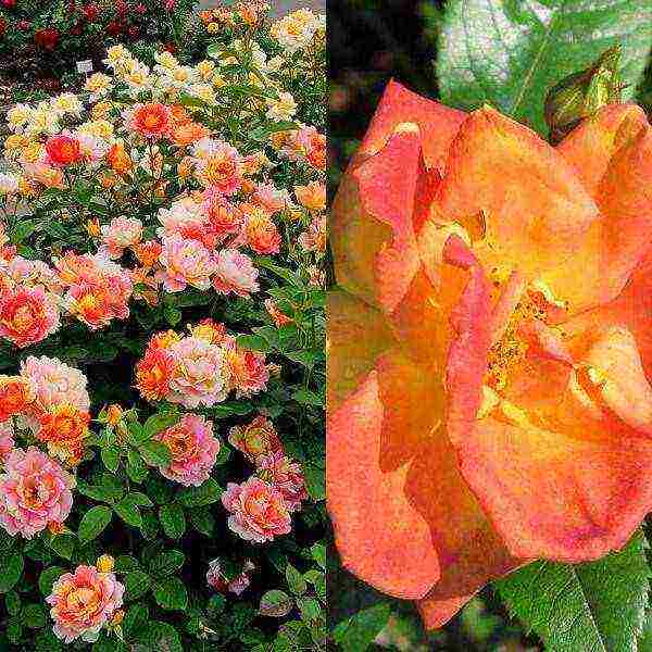 ang pinakamahusay na mga pagkakaiba-iba ng polyanthus roses