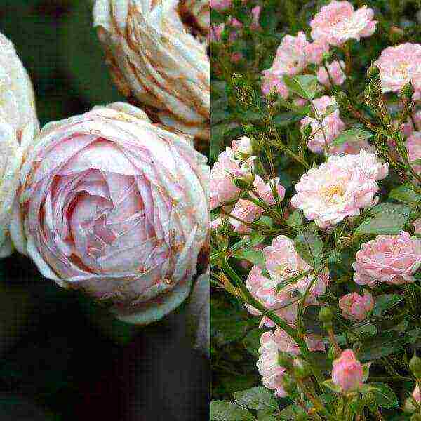 ang pinakamahusay na mga pagkakaiba-iba ng polyanthus roses