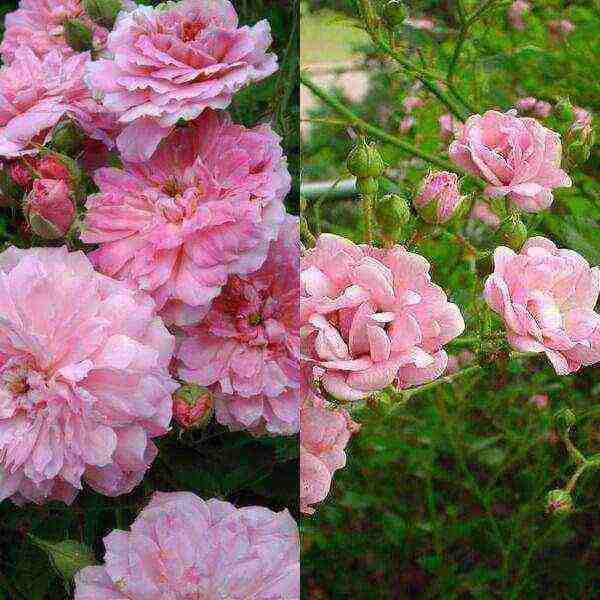 ang pinakamahusay na mga pagkakaiba-iba ng polyanthus roses