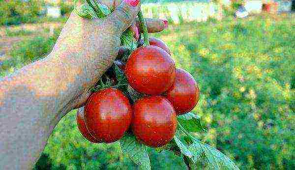 the best tomato varieties for