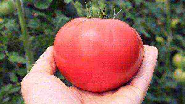 the best tomato varieties for