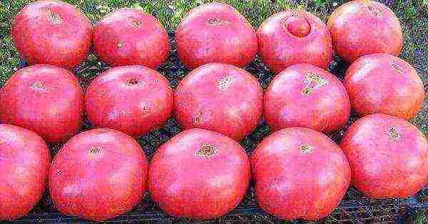 the best tomato varieties for