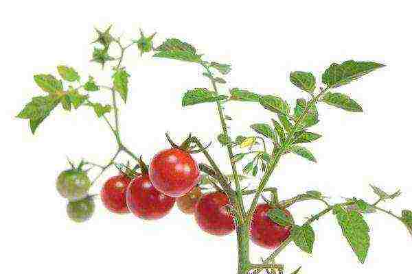 the best varieties of early tomatoes