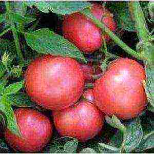 the best varieties of early tomatoes