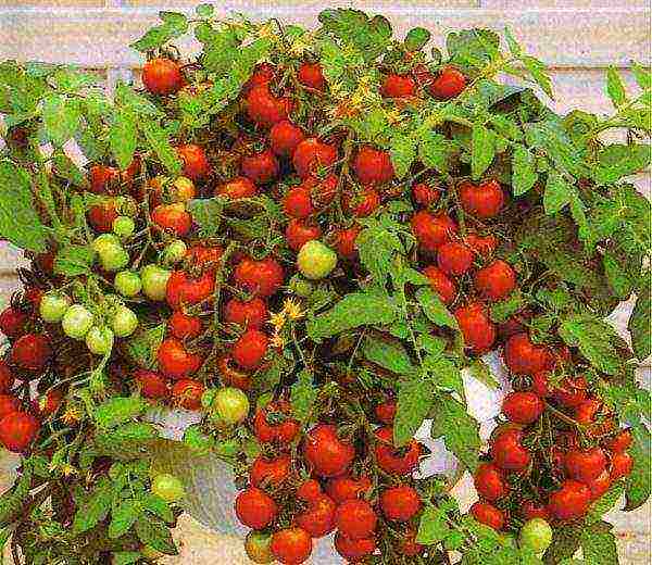 the best varieties of early tomatoes