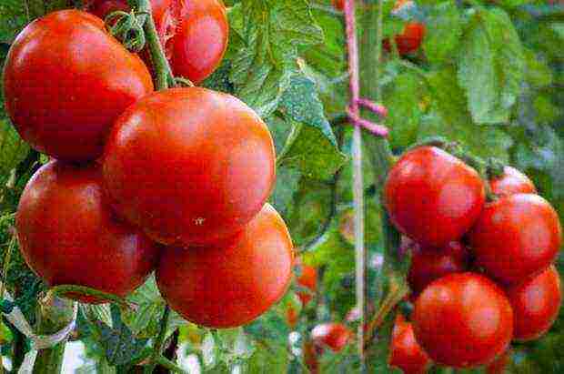 the best varieties of tomato of siberia