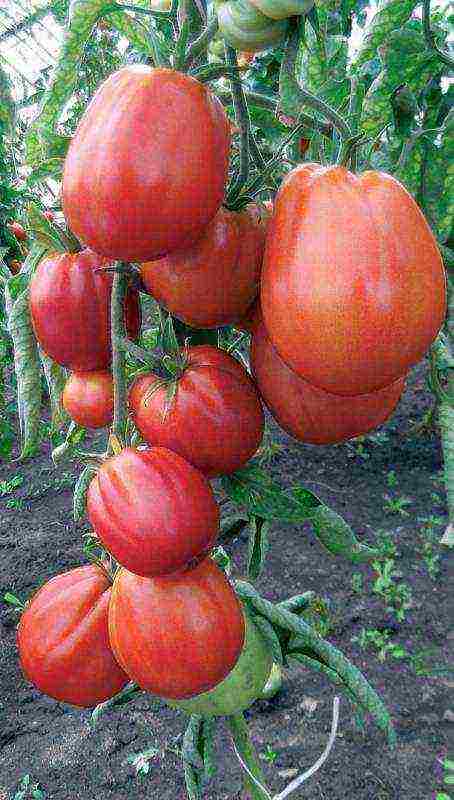 the best varieties of tomato of siberia