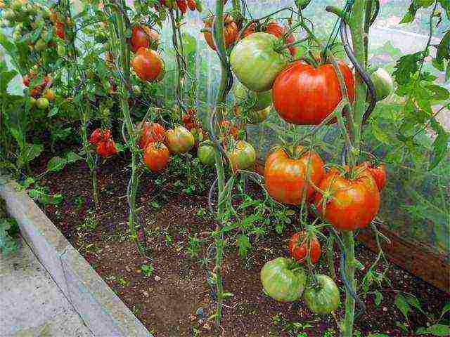 the best varieties of tomato of siberia