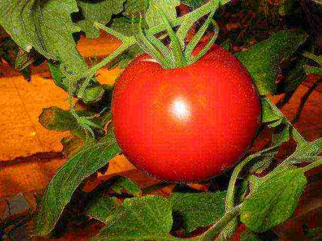 the best varieties of tomato of siberia