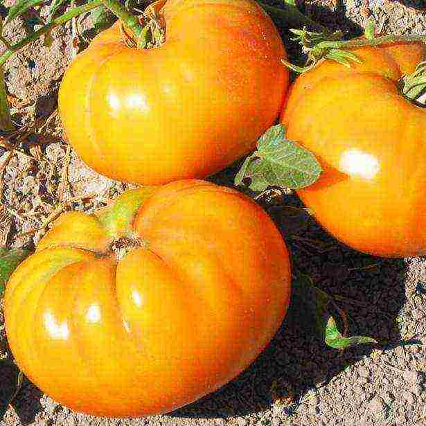 the best varieties of tomato of siberia