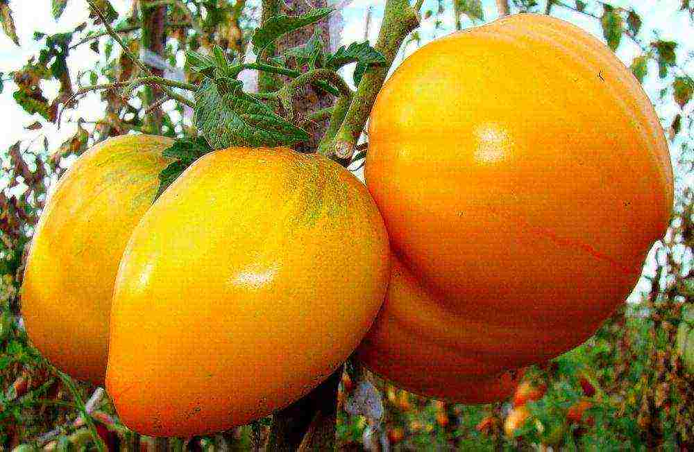 the best varieties of tomato of siberia