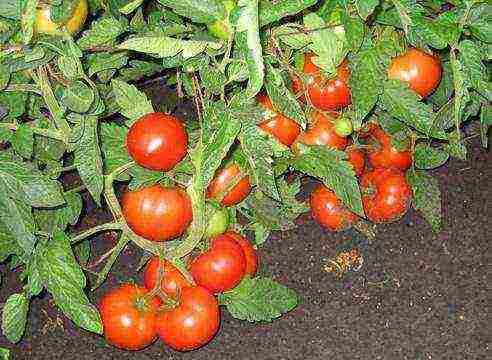 the best varieties of tomato of siberia