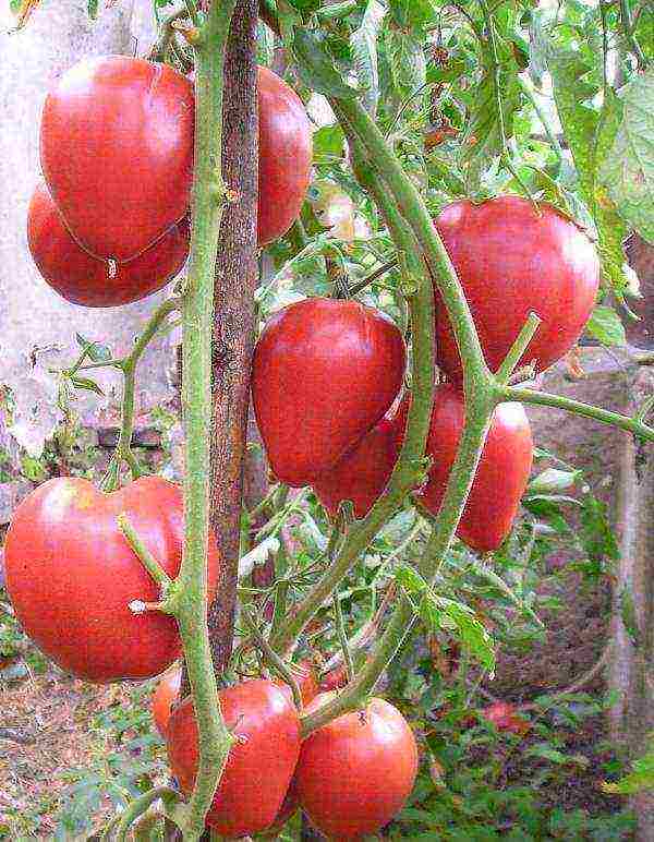 the best varieties of tomato of siberia