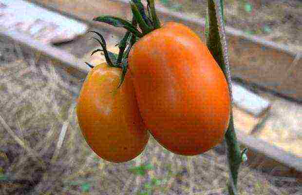 the best varieties of tomato of siberia