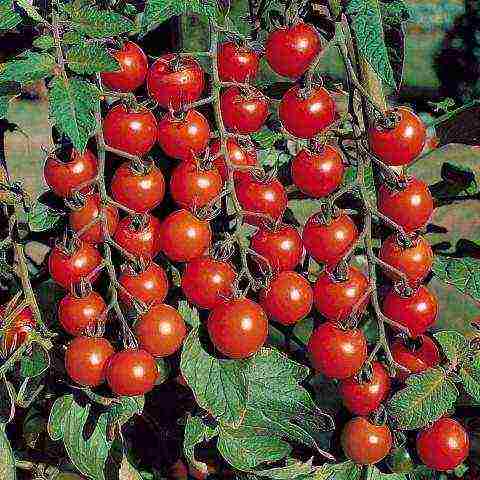 the best varieties of tomato of siberia