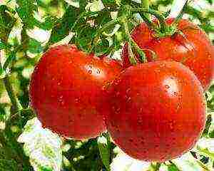 the best varieties of tomato of siberia